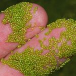 World’s smallest plant to become Next Big Superfood